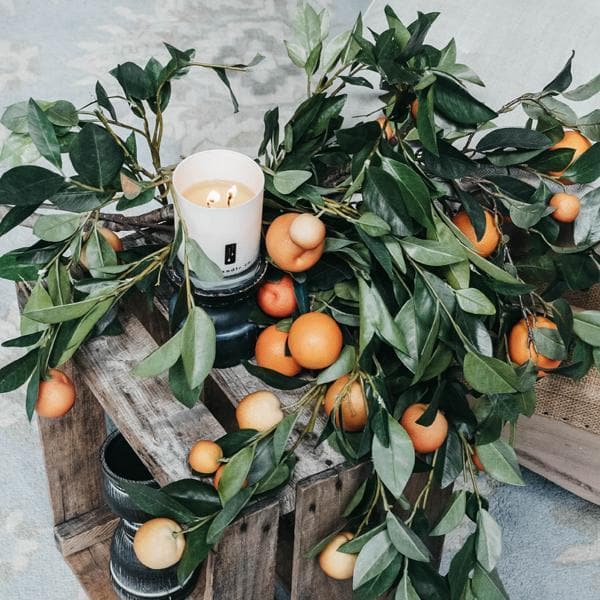 Citrus Tree Soy Candle